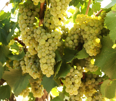 Chardonnay ECOM (30)