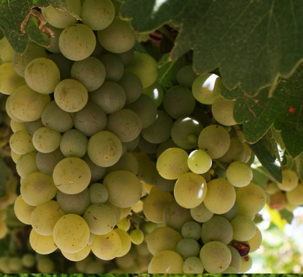 Sauvignon Blanc ECOM (100)