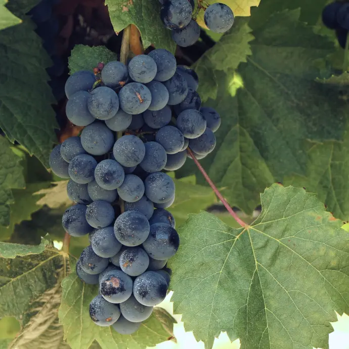 Malbec ECOM (100)