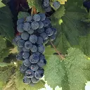 Malbec ECOM (100)