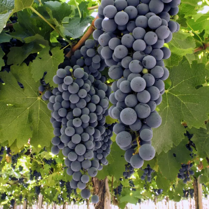 Cabernet sauvignon ECOM (10)