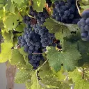 Cabernet franc ECOM (30)