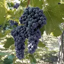 Tempranillo ECOM (30)