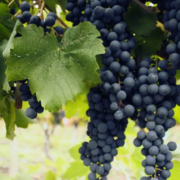 Petit verdot ECOM (10)