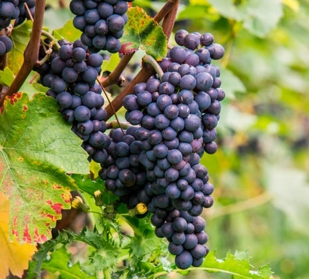 Pinot Noir ECOM (100)