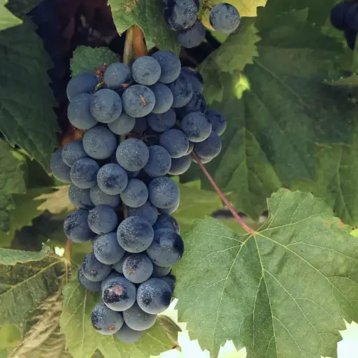 Malbec ECOM (100)